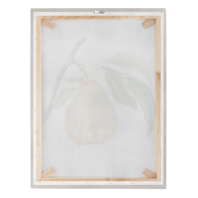 Print on canvas - Botany Vintage Illustration Yellow Pear