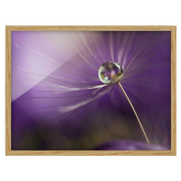 Framed poster - Dandelion In Violet