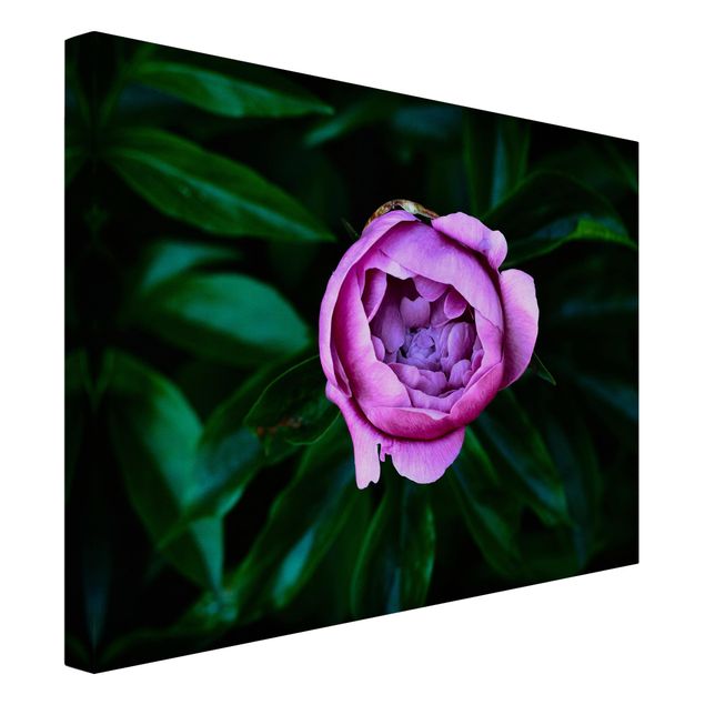 Canvas print - Purple Peonies Blossoms In Front Of Leaves