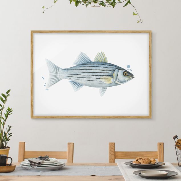 Framed poster - Color Catch - White Perch