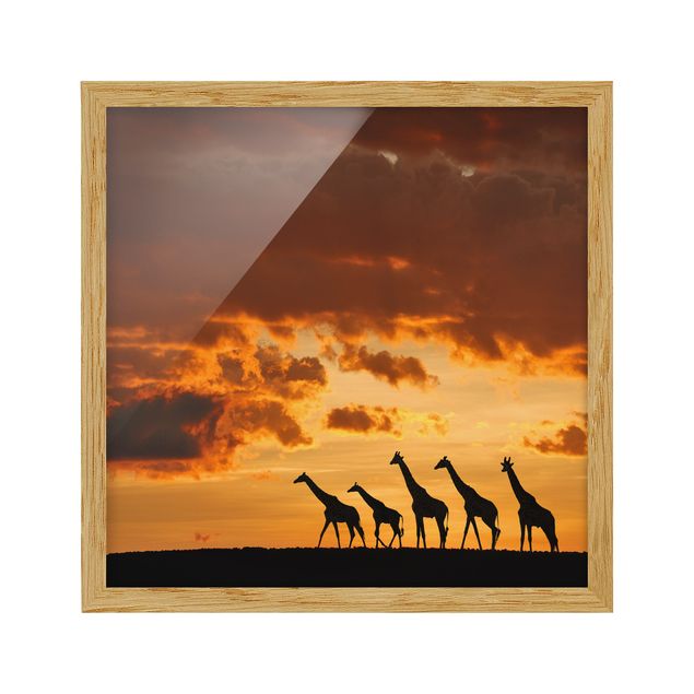Framed poster - Five Giraffes