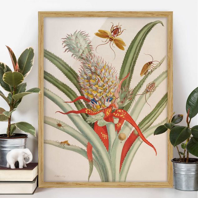 Framed poster - Anna Maria Sibylla Merian - Pineapple With Insects