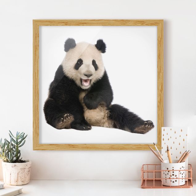 Framed poster - Laughing Panda