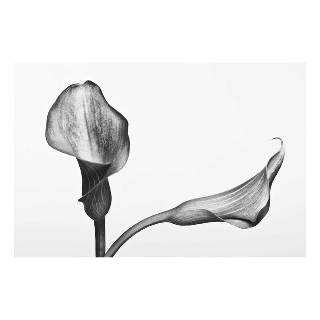 Glass print - Calla Close-Up Black And White