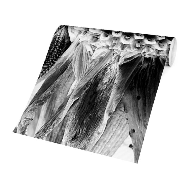 Wallpaper - Dandelion Close-up Black And White