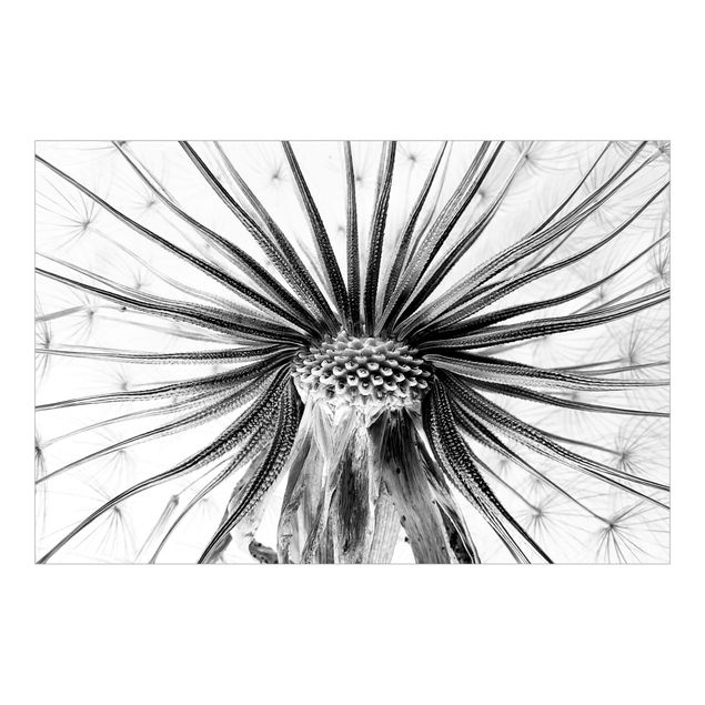 Wallpaper - Dandelion Close-up Black And White