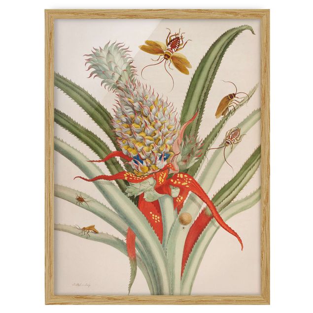 Framed poster - Anna Maria Sibylla Merian - Pineapple With Insects