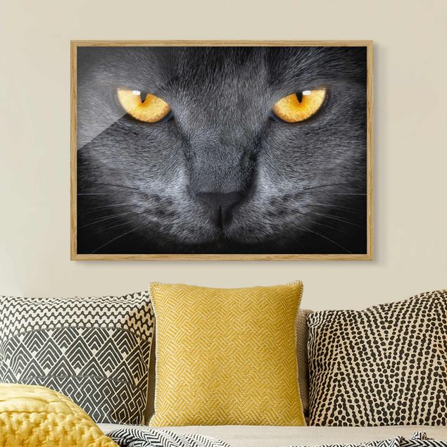 Framed poster - Cat's Gaze