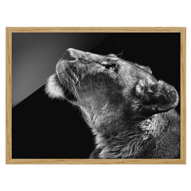 Framed poster - Portrait Of A Lioness