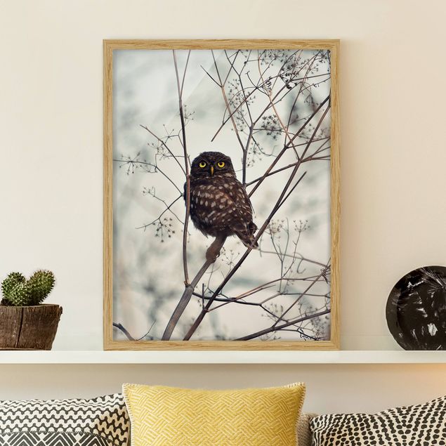 Framed poster - Owl In The Winter