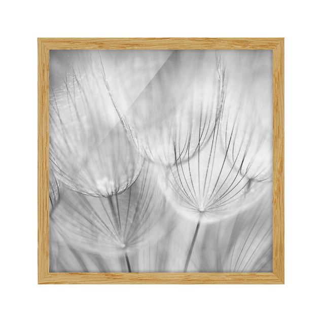 Framed poster - Dandelions Macro Shot In Black And White