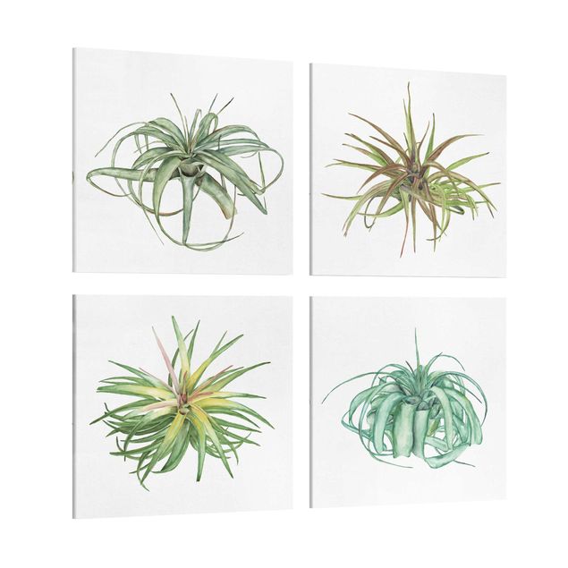 Print on canvas - Air Plant Watercolour Set I