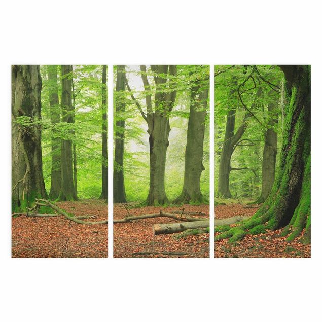 Print on canvas 3 parts - Mighty Beech Trees