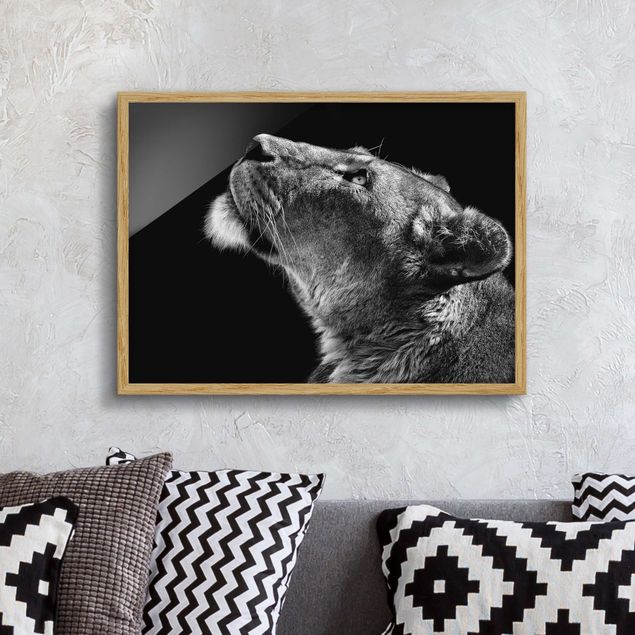 Framed poster - Portrait Of A Lioness