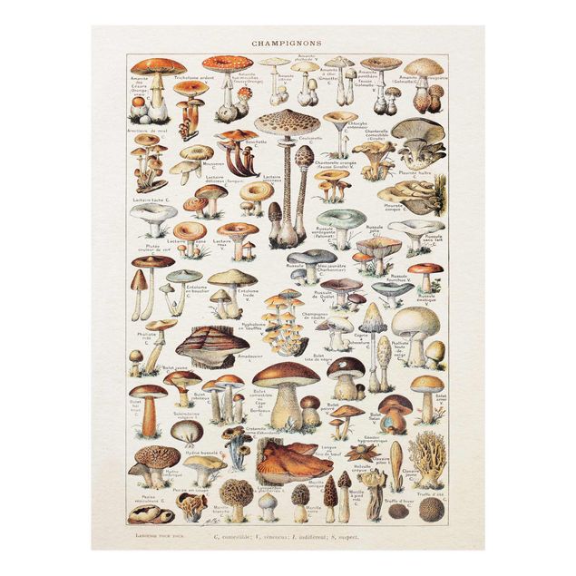 Glass print - Vintage Board Mushrooms