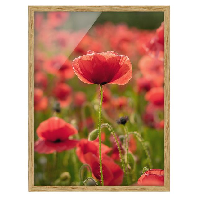 Framed poster - Poppy Field In Sunlight
