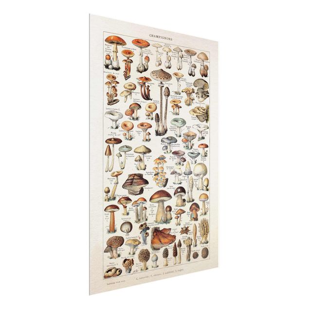 Glass print - Vintage Board Mushrooms