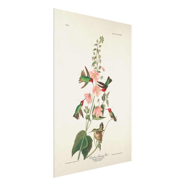 Glass print - Vintage Board Colombian Hummingbird