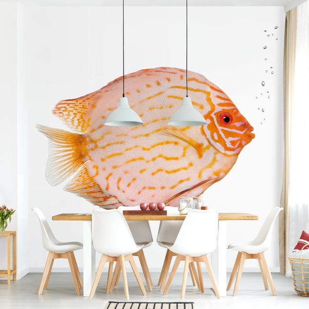 Wallpapers Discus fish
