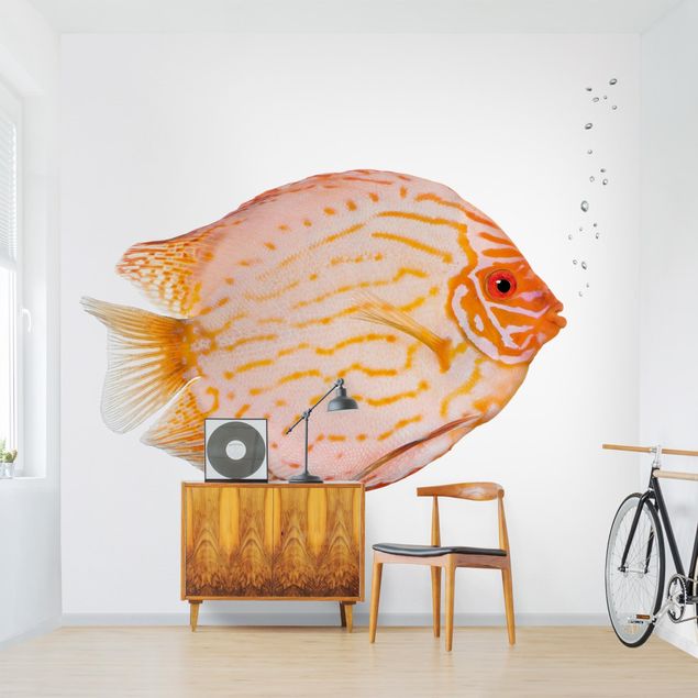 Wallpaper - Discus fish