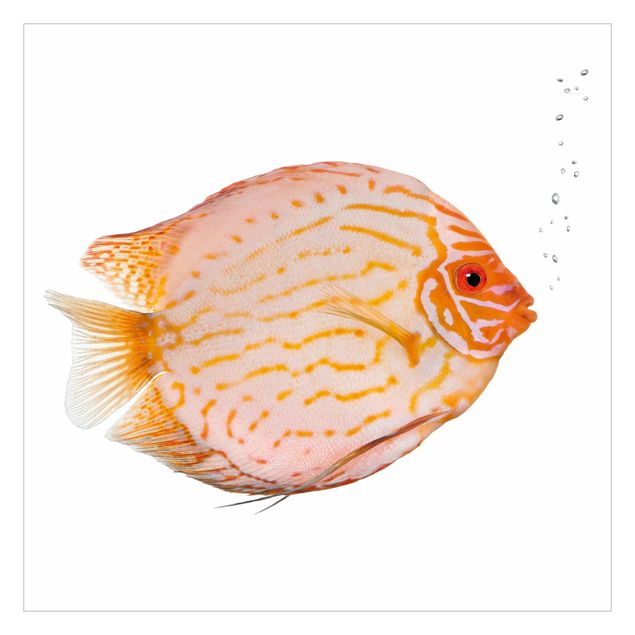 Wallpaper - Discus fish