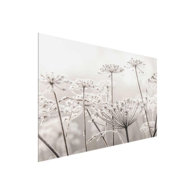Glass print - Umbel Covered In Hoarfrost