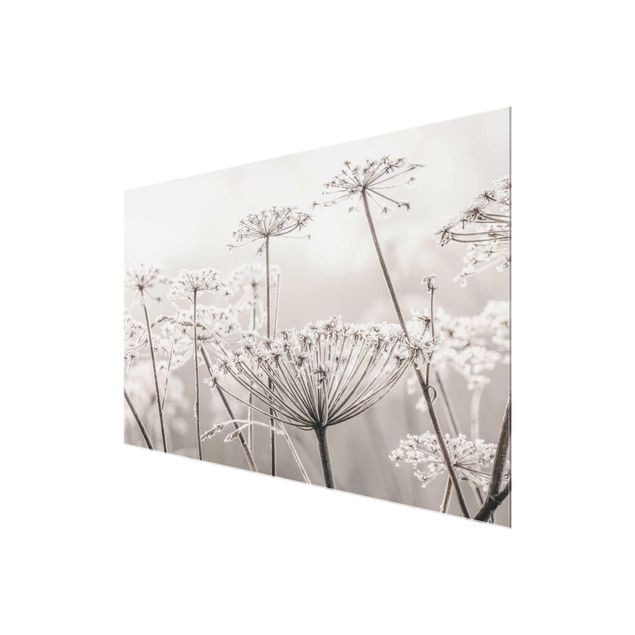 Glass print - Umbel Covered In Hoarfrost