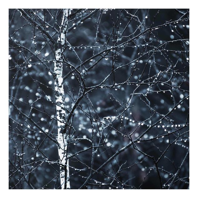 Glass print - Dark Birch Tree In Cold Rain