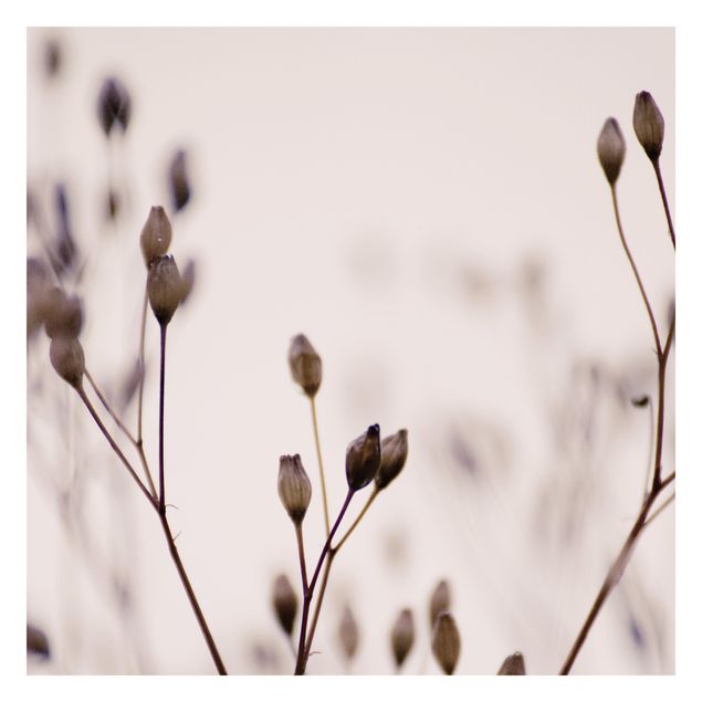 Wallpaper - Dark Buds On Wild Flower Twig