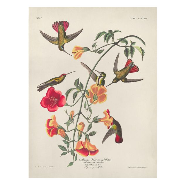 Print on canvas - Vintage Board Mango Hummingbirds