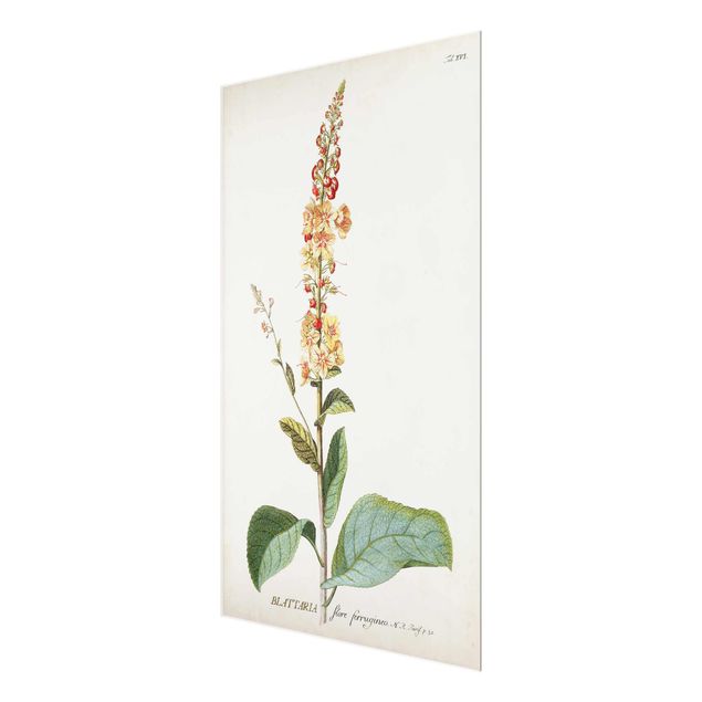 Glass print - Vintage Botanical Illustration Mullein