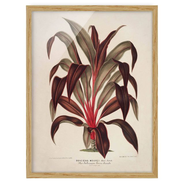 Framed poster - Botany Vintage Illustration Of Dragon Tree