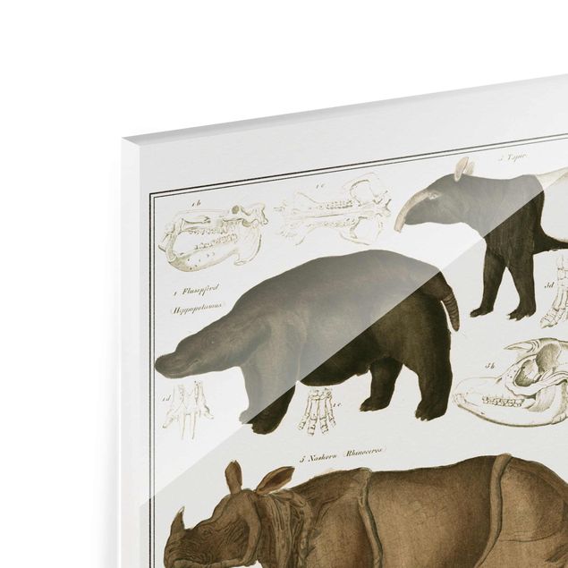 Glass print - Vintage Board Elephant, Zebra And Rhino