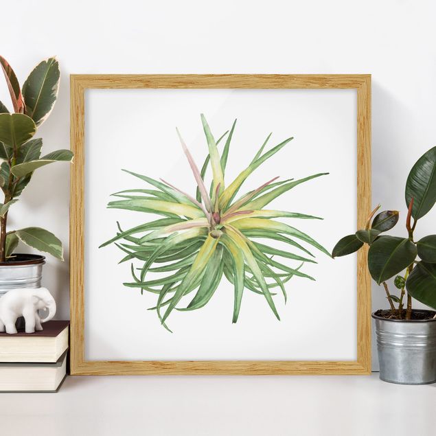 Framed poster - Air Plant Watercolour III