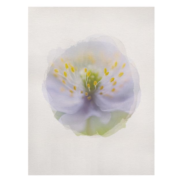 Canvas print - WaterColours - Anemones Beauty