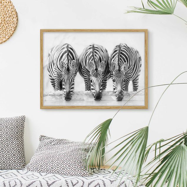 Framed poster - Zebra Trio In Black And White
