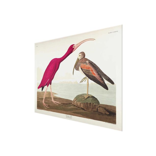 Glass print - Vintage Board Red Ibis