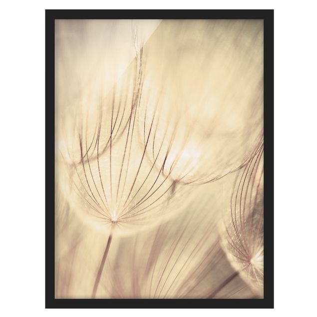Framed poster - Dandelions Close-Up In Cozy Sepia Tones