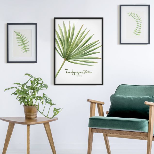 Framed poster - Watercolour Botany Trachycarpus Fortunei