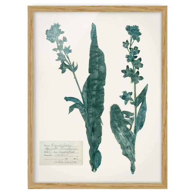 Framed poster - Pressed Flowers - Hound's Tongue