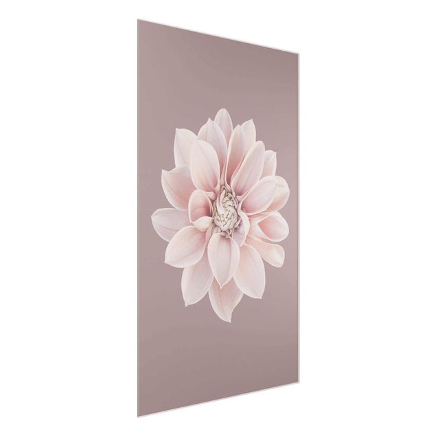 Glass print - Dahlia Flower Lavender White Pink