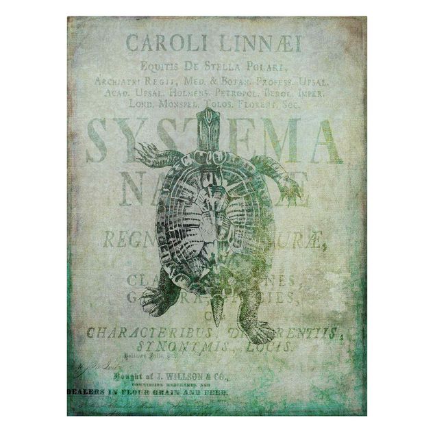 Print on canvas - Vintage Collage - Antique Turtle
