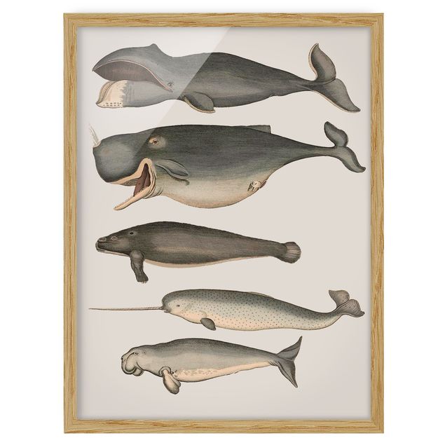 Framed poster - Five Vintage Whales