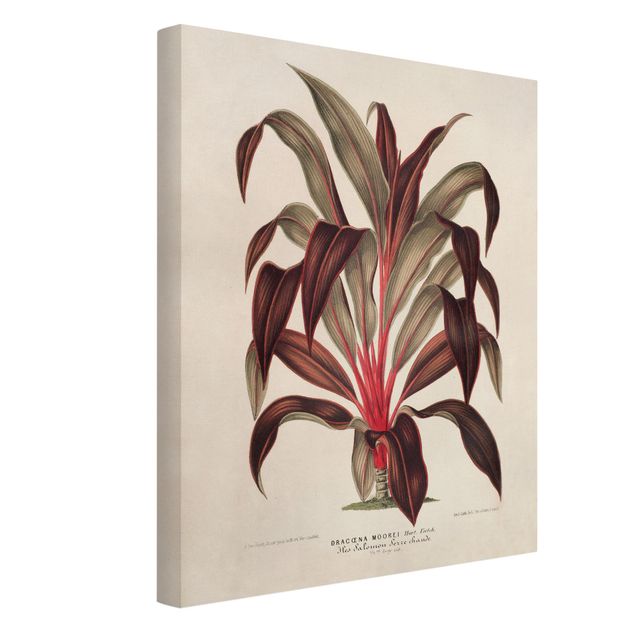 Print on canvas - Botany Vintage Illustration Of Dragon Tree