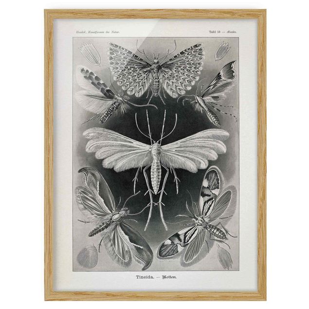Framed poster - Vintage Board Moths And Butterflies
