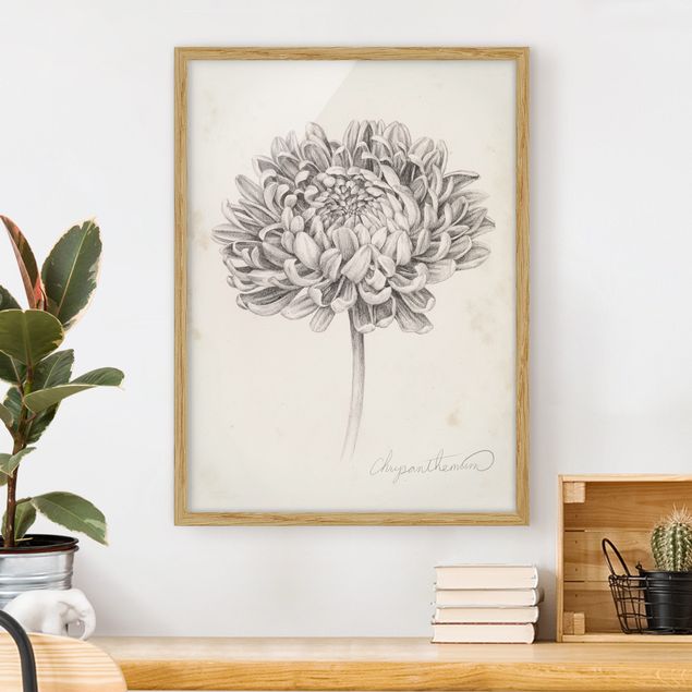Framed poster - Botanical Study Chrysanthemum II