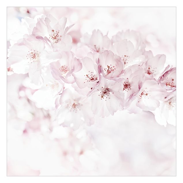 Walpaper - A Touch Of Cherry Blossoms