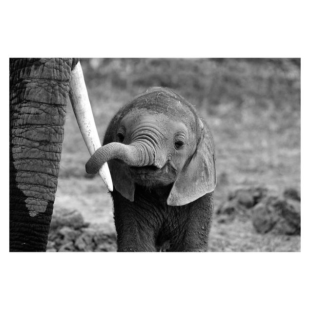 Wallpaper - Baby Elephant