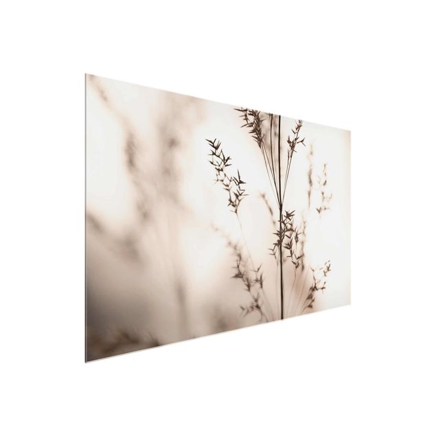 Glass print - Elegant Grass In The Shadow