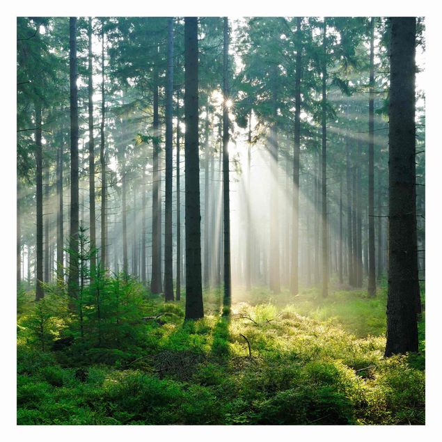 Wallpaper - Enlightened Forest